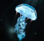海月拓